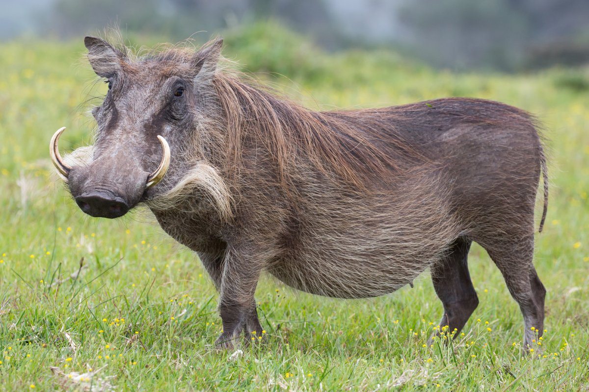 Warthog