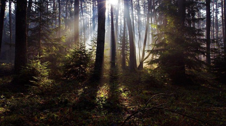 Woods
