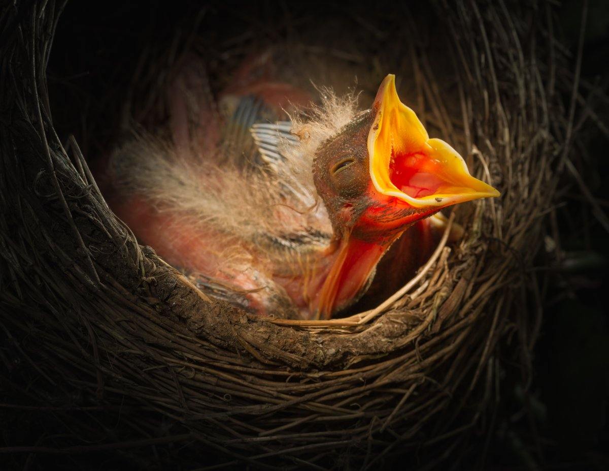 Baby Bird In The Nest With Mouth Open