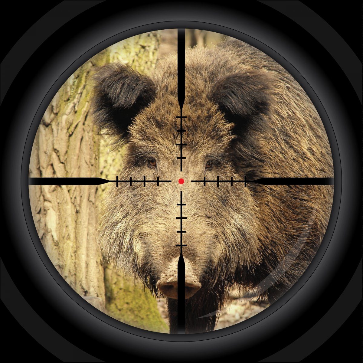 Wild Boar