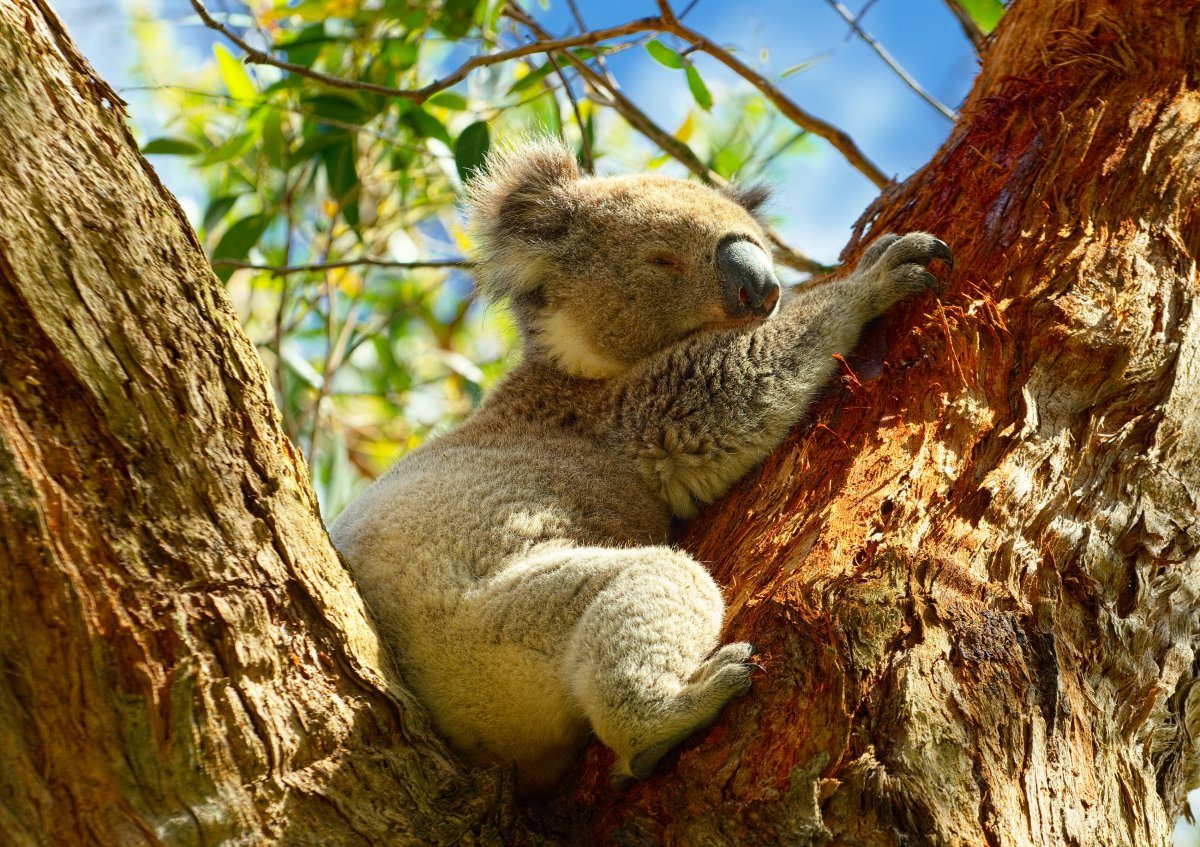 Wild Koalas, Australia