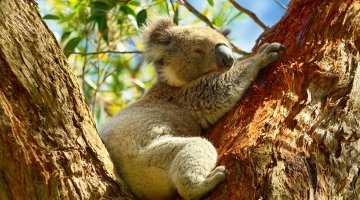 Wild Koalas, Australia