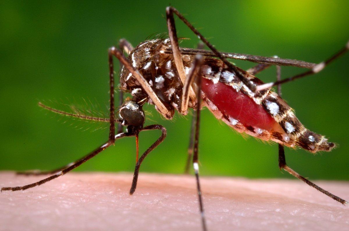 Zika
