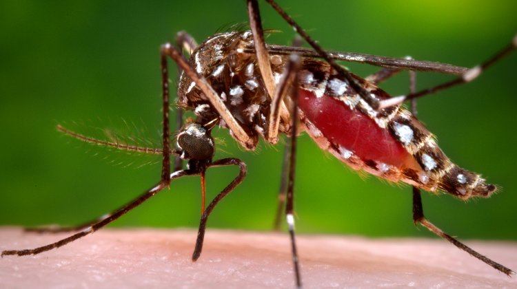 Zika