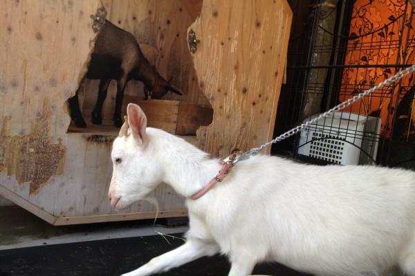 Goats