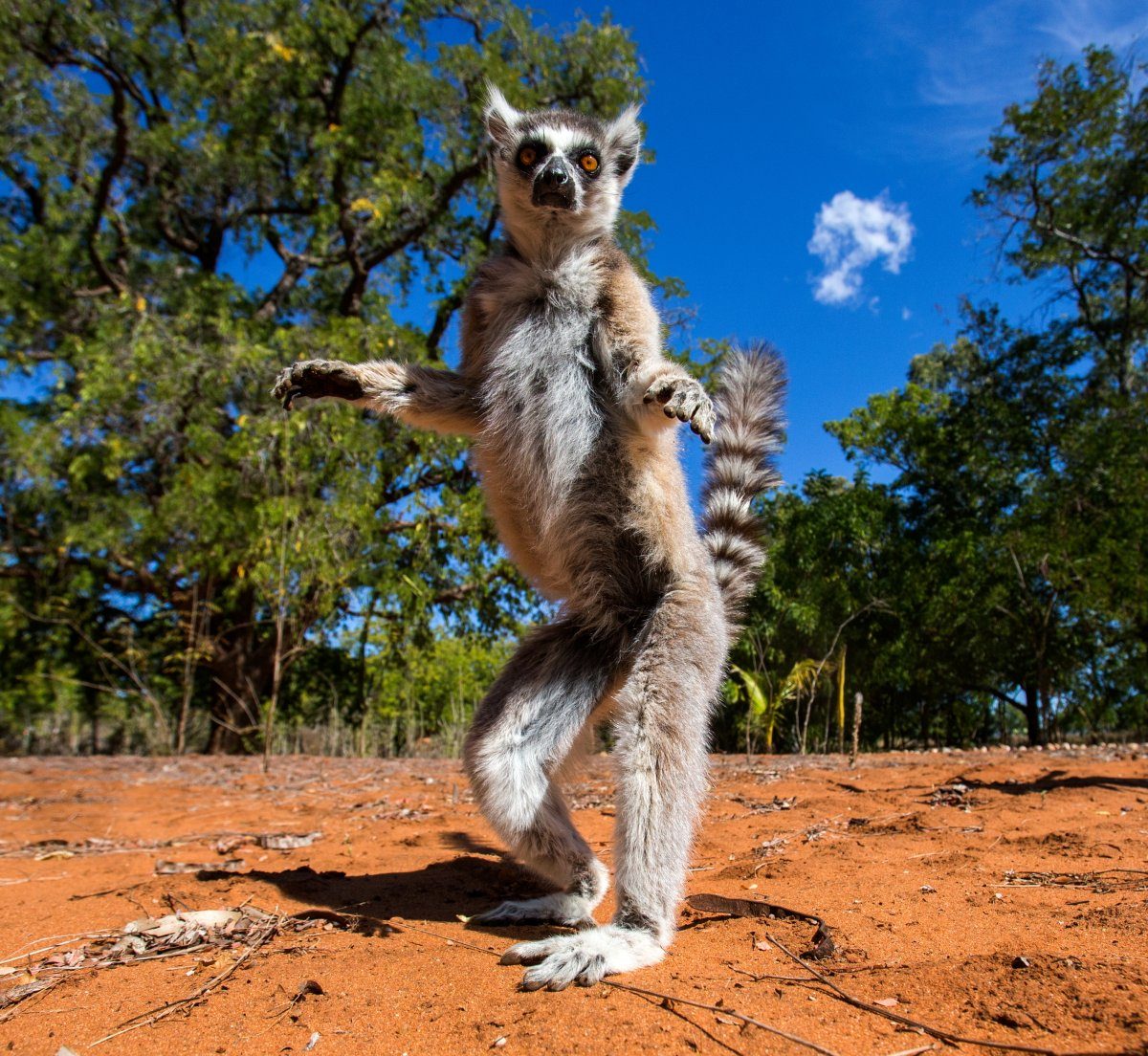 Lemur in Madagascar