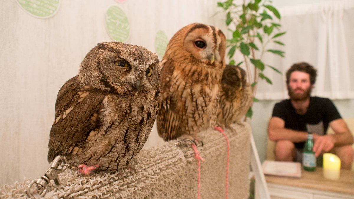 Owls