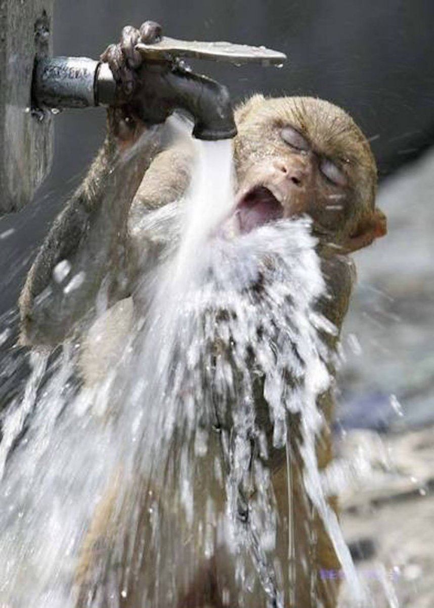 monkey drinking water
