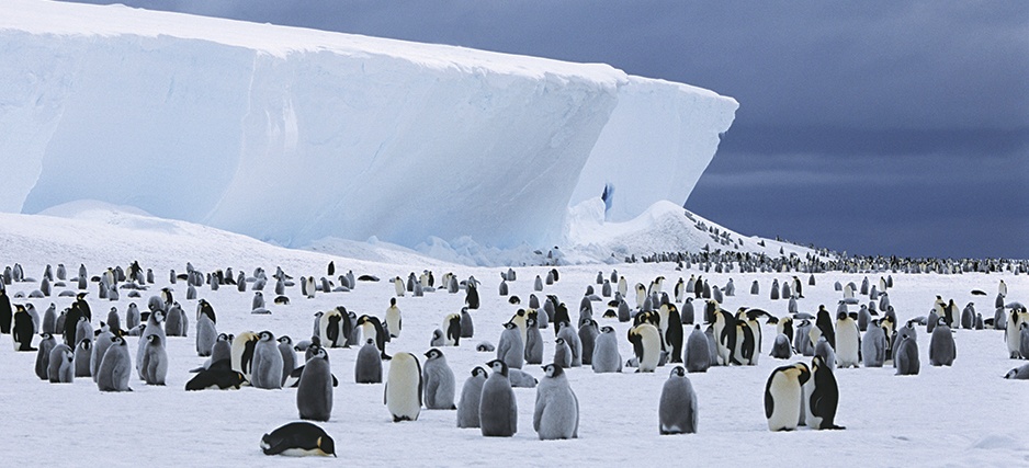 Antarctica penguins