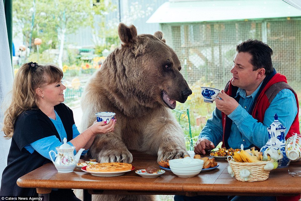 bear for dinner