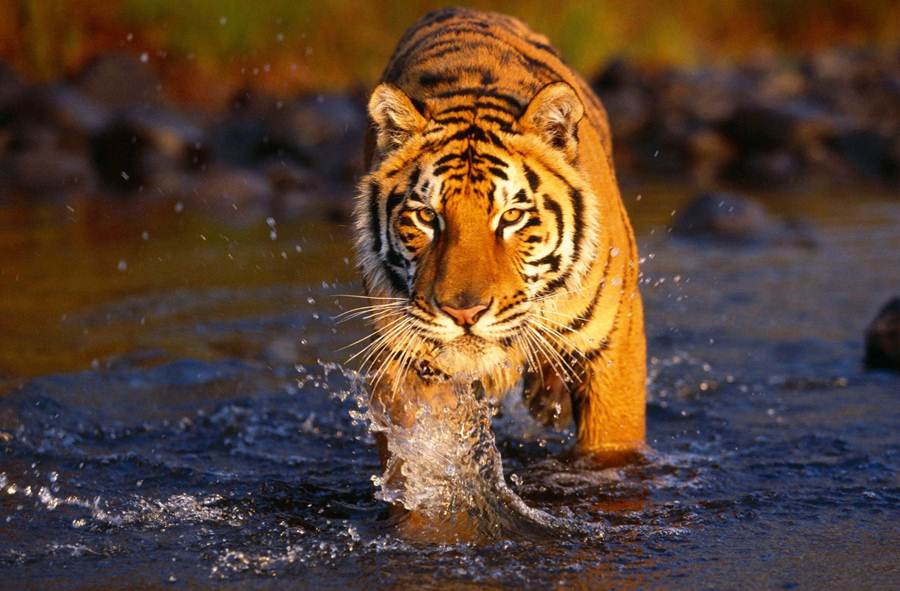 Bengal Tiger
