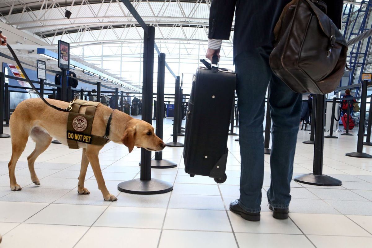 bomb dogs