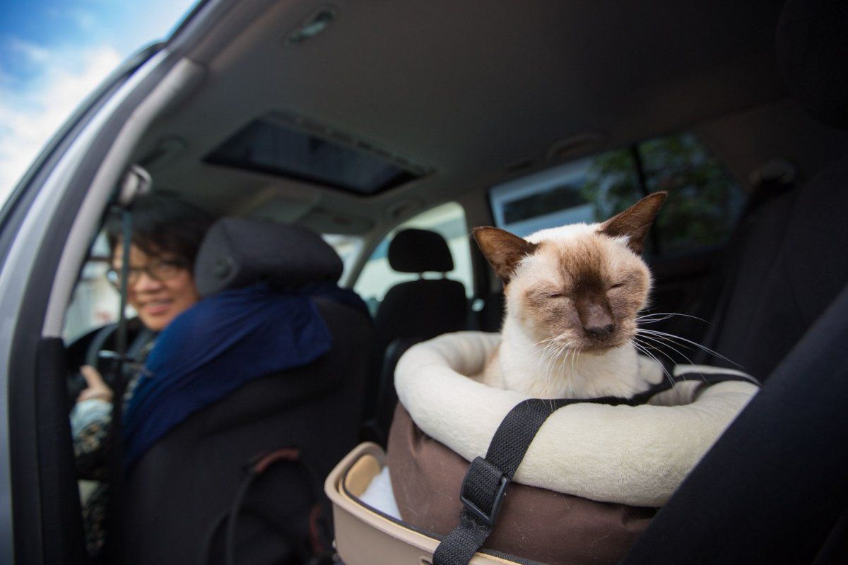 cat in car