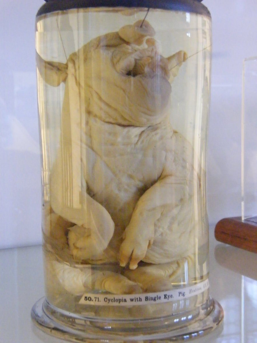 Cyclops pig from Hunterian Museum