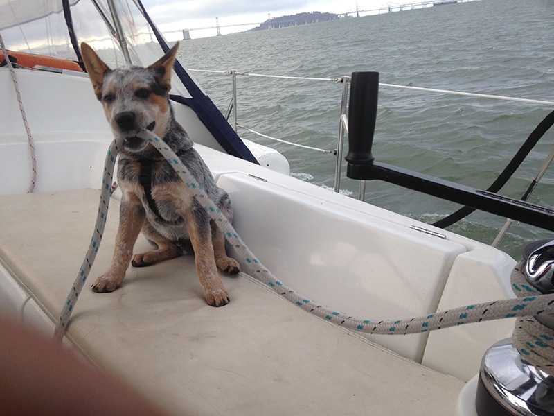 dog