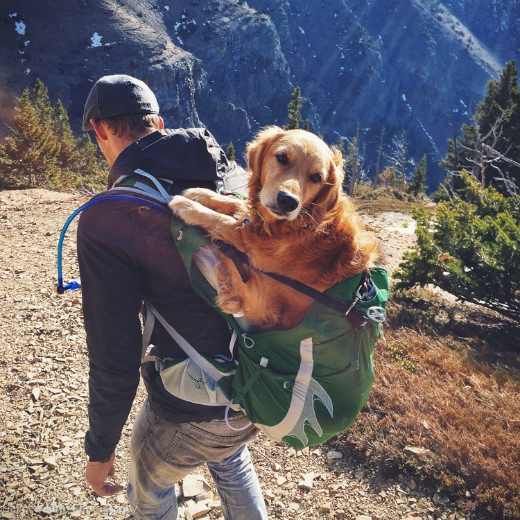 dog
