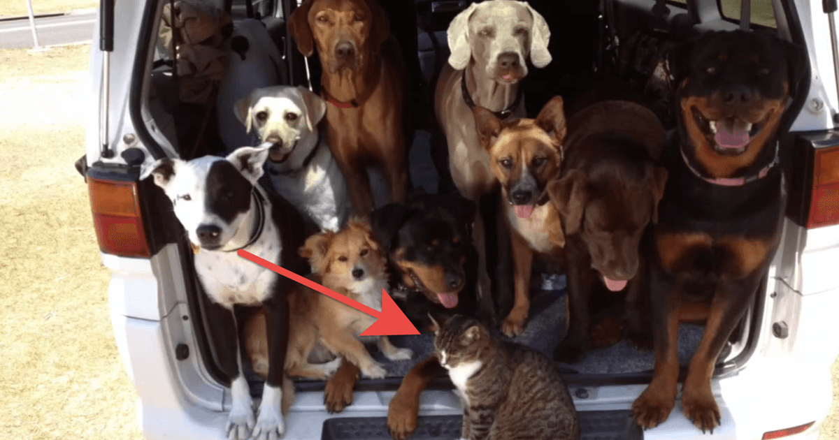 dog
