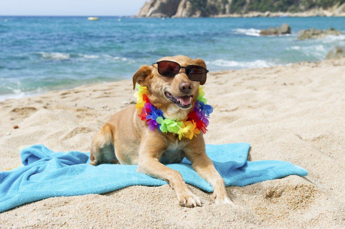 dog