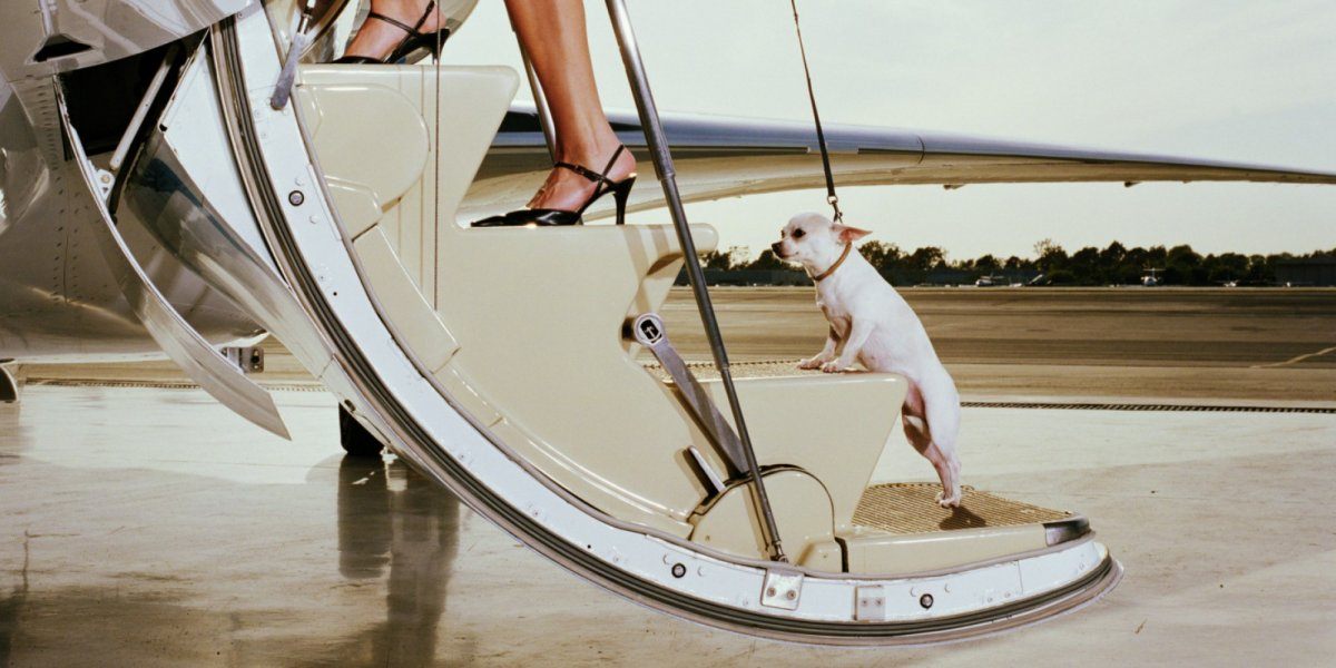 dog