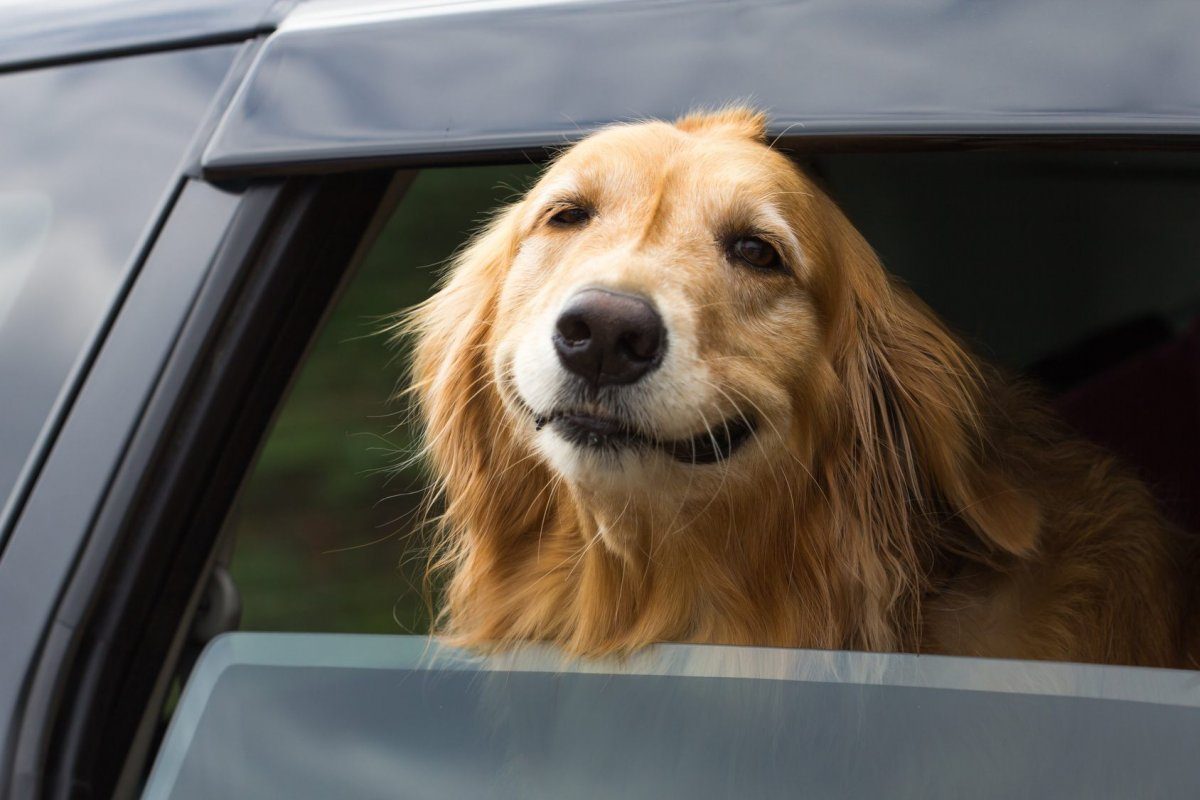 dog