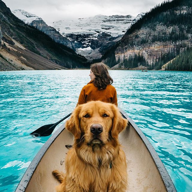 Dog in canoe