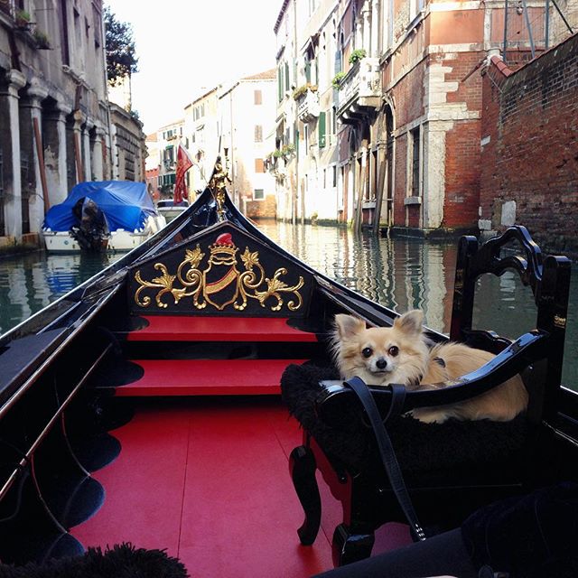 dog on a gondola