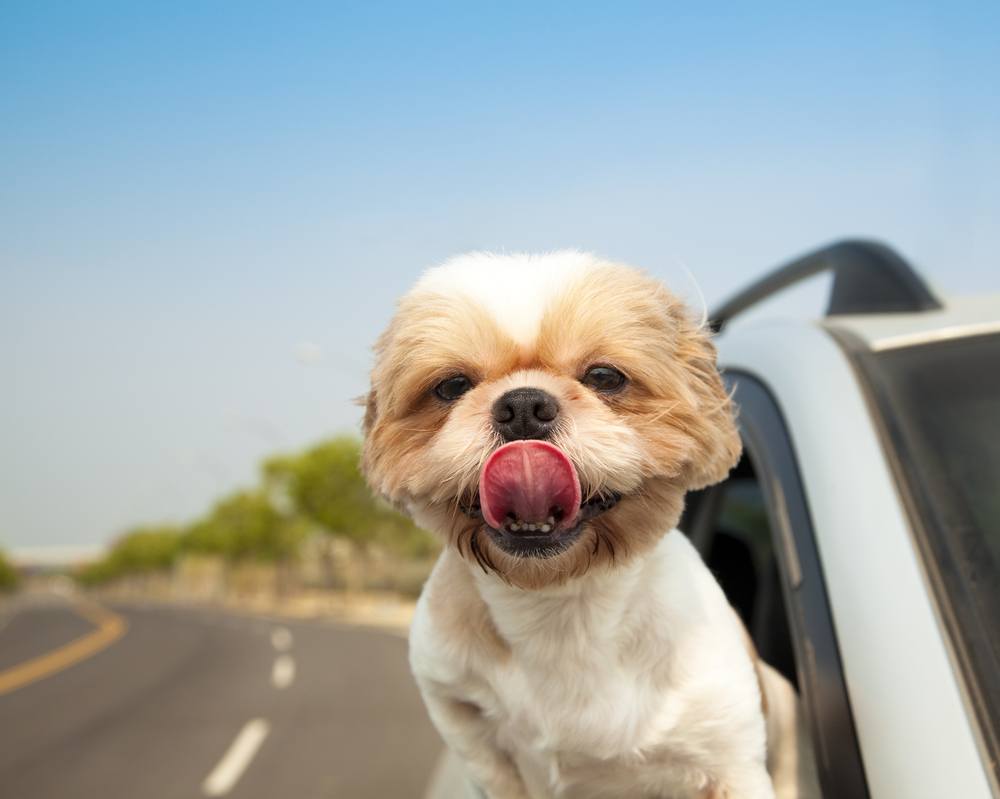 dog