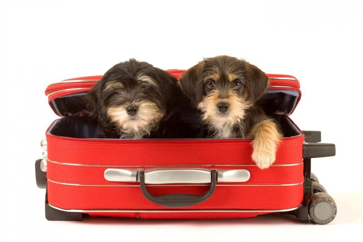 dogs