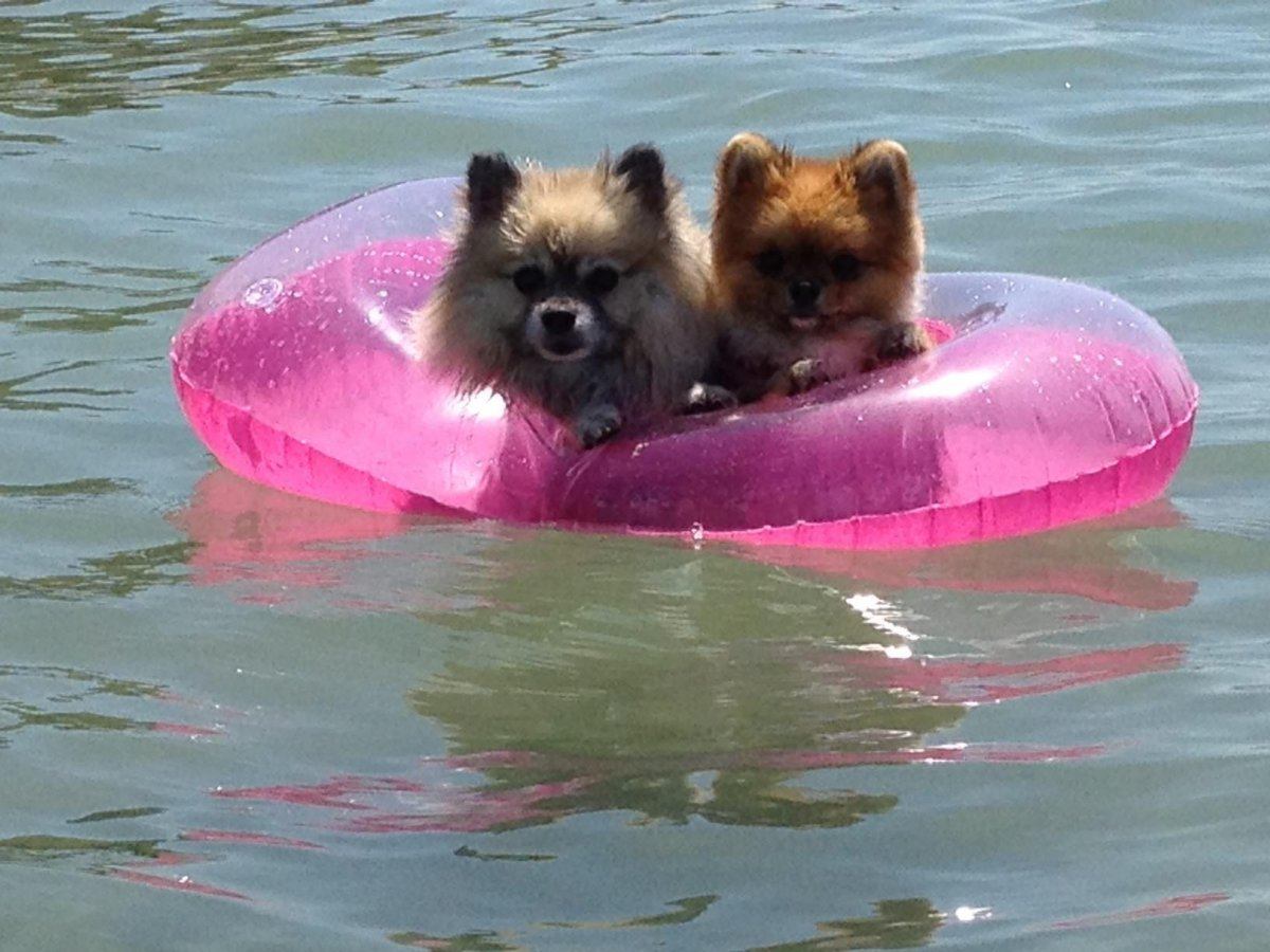 dogs