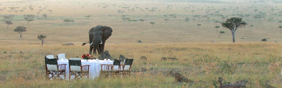 Elephant Safari
