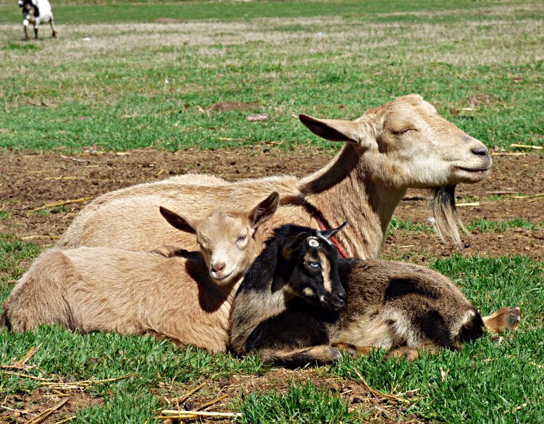 goats