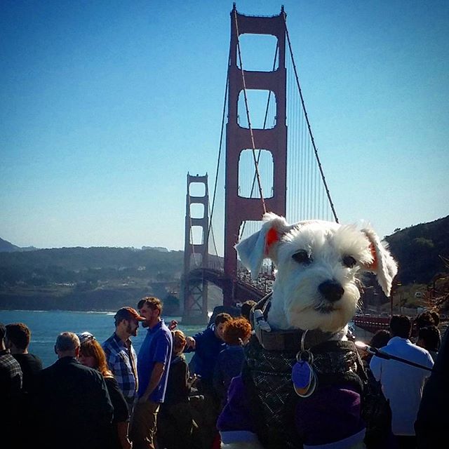 Golden Gate pooch