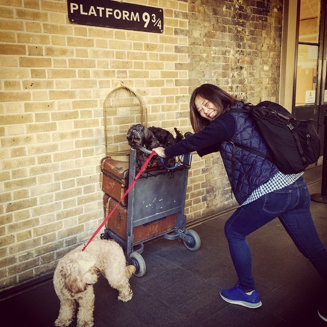Harry pups heading to Dogwarts