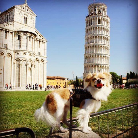 pup in pisa