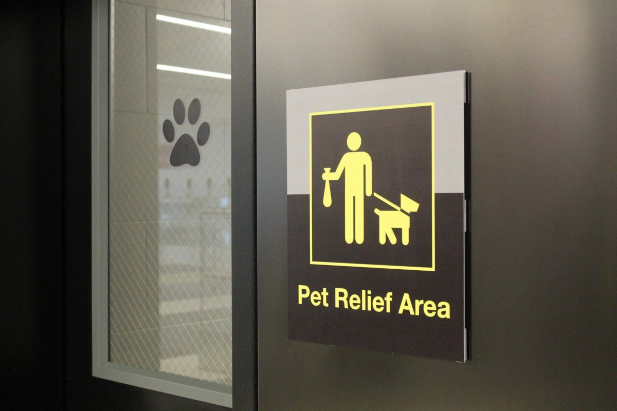 airport dog