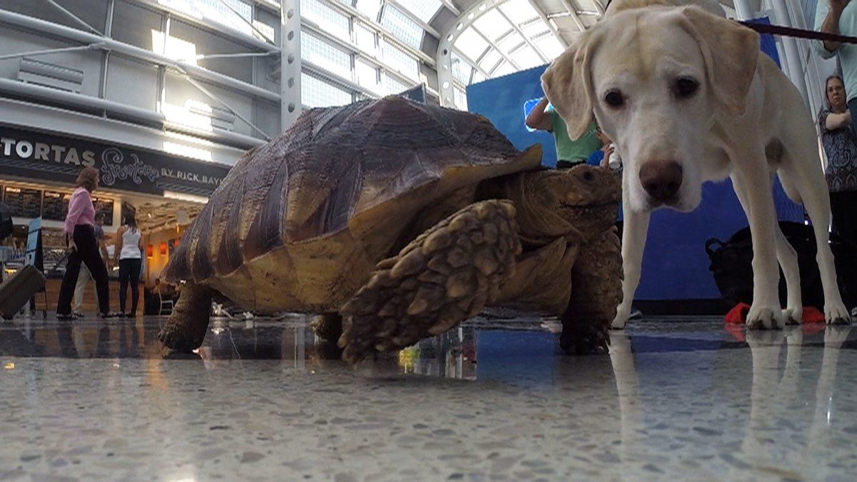 animals flights