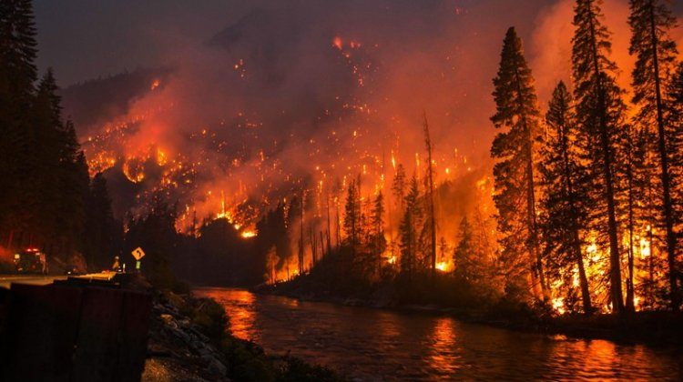 forest fires