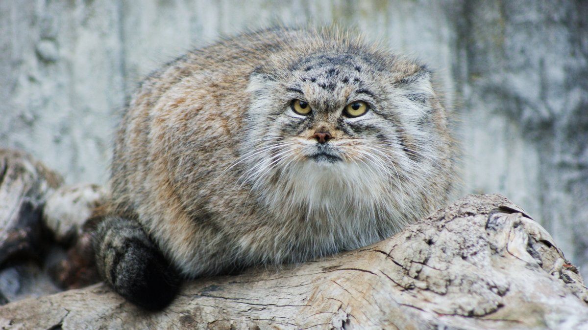 pallas cat