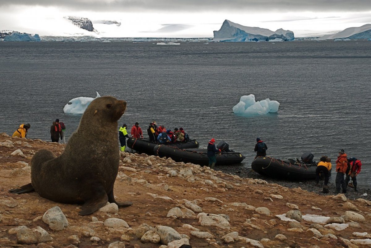 seal and tourists