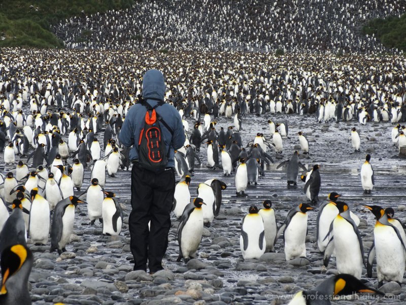 tourists among the penguins