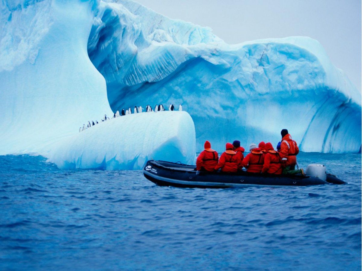 up close with penguins