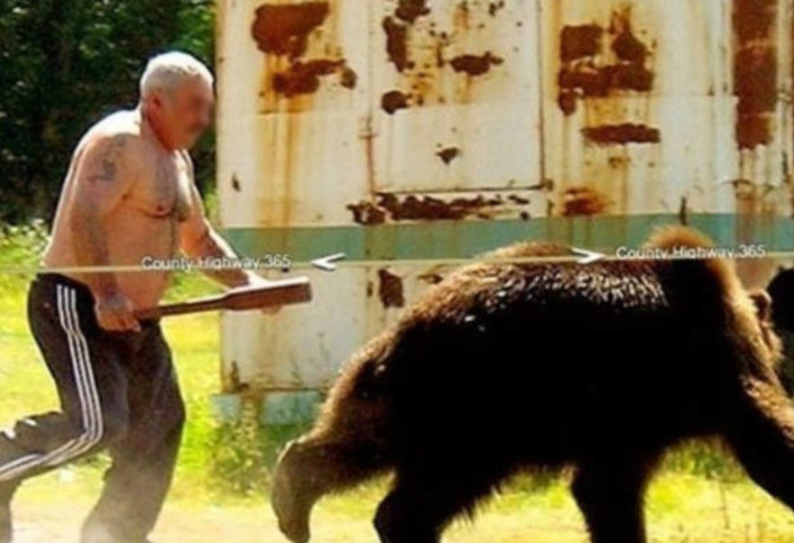 Bear