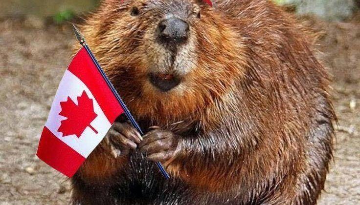 Beaver