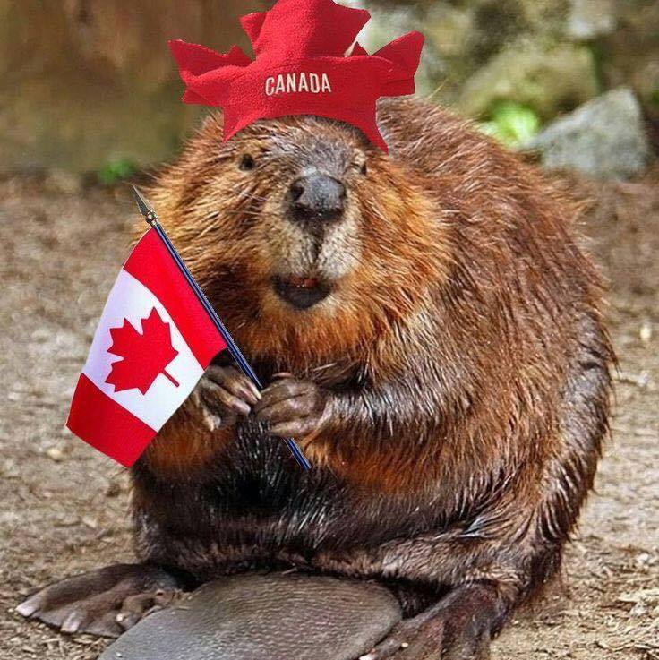 Beaver