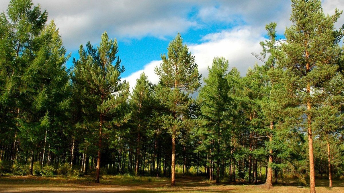 Trees