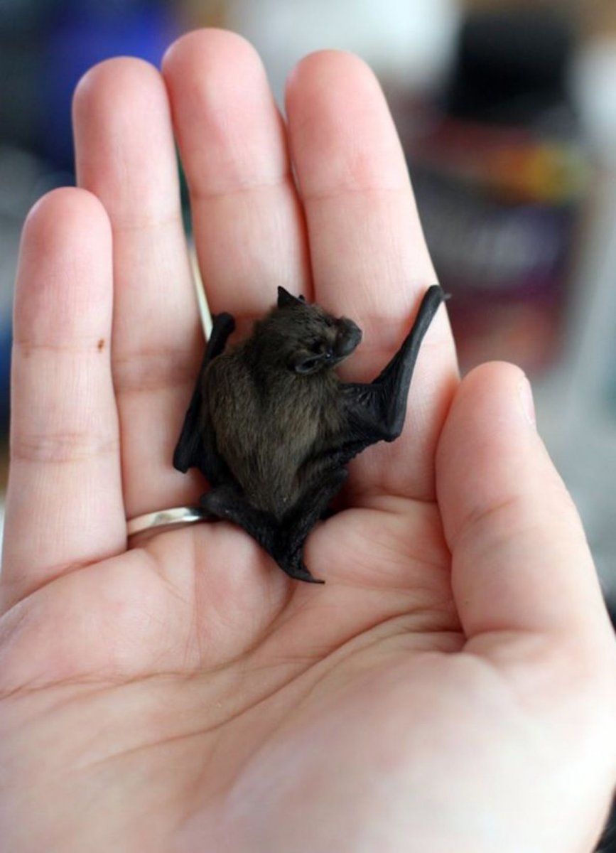 bat