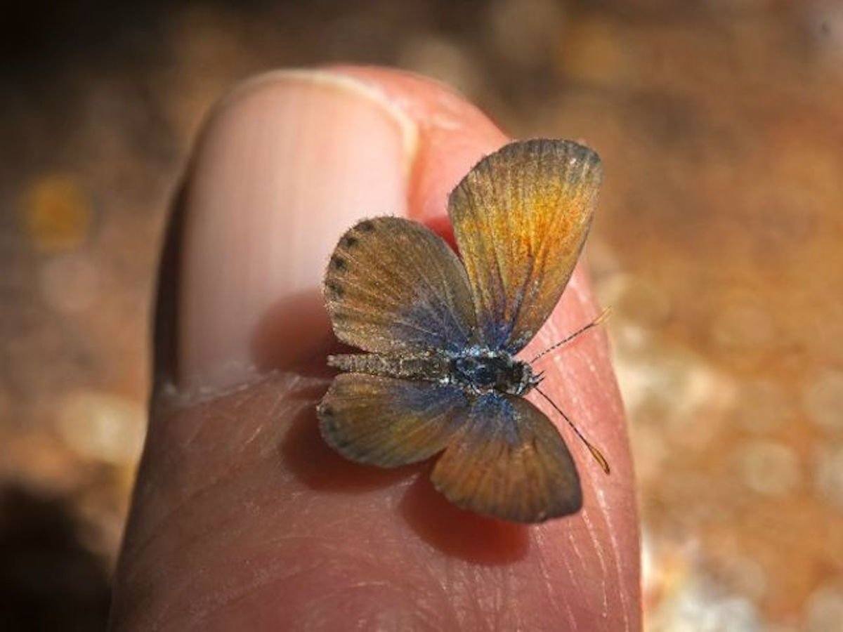 butterfly