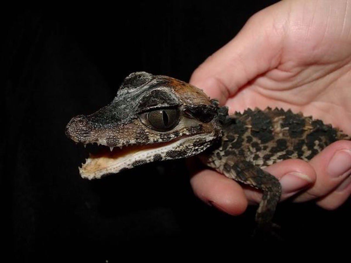 caiman