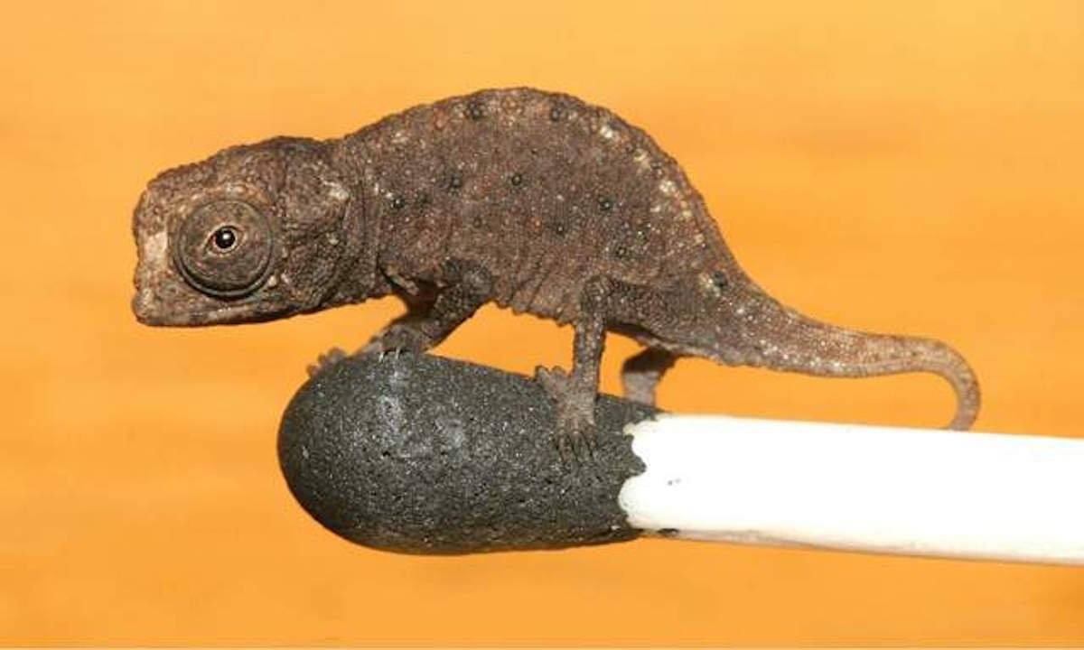 chameleon