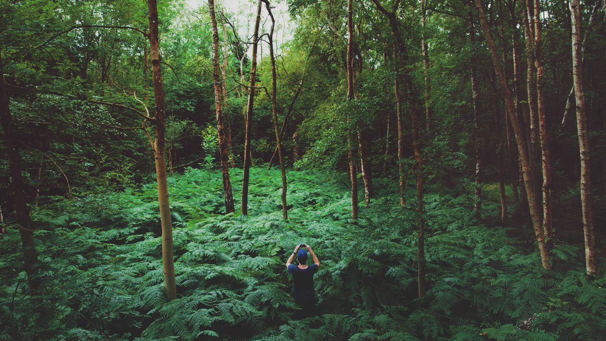 Ferns